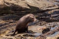 Young California sea lion Zalophus californianus pups Royalty Free Stock Photo