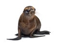 Young California Sea Lion, Zalophus californianus Royalty Free Stock Photo