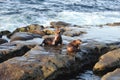 Sea Lions, Marine Life