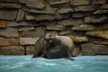 The young california sea lions are playing in the shallowly water