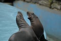 The young california sea lions is roaring loudly on the edge of the swimming pool.