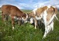 Young calves Royalty Free Stock Photo