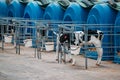 Young calves in blue calf-houses at diary farm