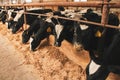 young calves on a farm while feeding