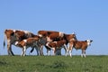 Young calves suck milk from cows