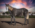 YOUNG CAMARGUE HORSE AND A SUNSET Royalty Free Stock Photo