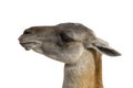 Young camel Royalty Free Stock Photo