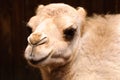 Young Camel Royalty Free Stock Photo