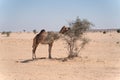 Young camel in indian desert Royalty Free Stock Photo