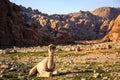 Young camel lying on the ground in the desert nearby Petra in Jo Royalty Free Stock Photo