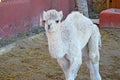 A Young Camel Royalty Free Stock Photo