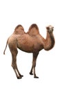Young camel Royalty Free Stock Photo