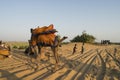 Young Cameleers taking camel to tourists, to watch sun rise,at Thar desert, Rajasthan, India. Dromedary, dromedary camel, Arabian