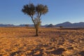 Young camelthorn tree in arid country Royalty Free Stock Photo