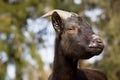 Young cameroon dwarf goat resting, relaxing on huge piece of wood and enjoying spring time, looking healthy and happy