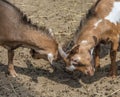 Young cameroon dwarf goats fighting with their heads