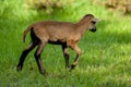 Young Cameroonian sheep. Royalty Free Stock Photo