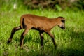 A young Cameroonian sheep grazing in a green meadow. Royalty Free Stock Photo