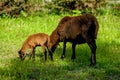 A young Cameroonian sheep grazing in a green meadow. Royalty Free Stock Photo