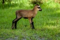 Young Cameroonian sheep. Royalty Free Stock Photo