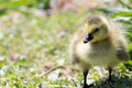 Young Canada Goose Gosling isolated.