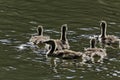 Young Canada gooses, Branta canadensis in Germany Royalty Free Stock Photo