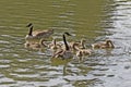 Young Canada gooses, Branta canadensis in Germany Royalty Free Stock Photo