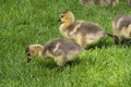 Young Canadian goose chicks on a meadow Royalty Free Stock Photo