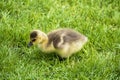 Young Canadian goose chicks on a meadow Royalty Free Stock Photo