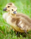 Young Canadian goslings.