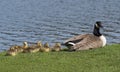 Young goslings resting by the water while mother watches.