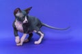 Young Canadian Sphynx Cat of color black and white stands on blue background, looking fearfully away Royalty Free Stock Photo