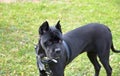 Image of black cane corso dog standing and looking