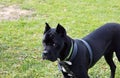 Image of black cane corso dog standing and looking