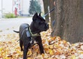 Image of black cane corso dog standing and looking