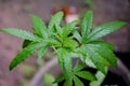 A young cannabis plant with leaves and branches growing in a pot