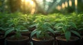 Young cannabis plants in pots in greenhouse