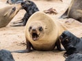 Young Cape Fur Seal at Cape Cross Seal Reserve, Skeleton Coast, Namibia, Africa Royalty Free Stock Photo