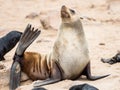 Young Cape Fur Seal at Cape Cross Seal Reserve, Skeleton Coast, Namibia, Africa Royalty Free Stock Photo