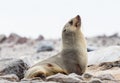 Young Cape Fur Seal at Cape Cross Seal Reserve, Skeleton Coast, Namibia, Africa Royalty Free Stock Photo