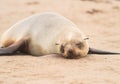Young Cape Fur Seal at Cape Cross Seal Reserve, Skeleton Coast, Namibia, Africa Royalty Free Stock Photo