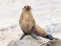 Young Cape Fur Seal at Cape Cross Seal Reserve, Skeleton Coast, Namibia, Africa Royalty Free Stock Photo