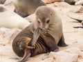 Young Cape Fur Seal at Cape Cross Seal Reserve, Skeleton Coast, Namibia, Africa Royalty Free Stock Photo