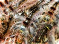 Young Cape Lappet moth caterpillars 3