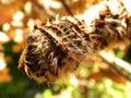 Young Cape Lappet moth Caterpillars 4