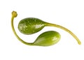 Young capers with a stalk, isolated on a white background