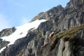 Young Capra Ibex