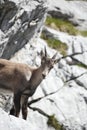 Young capricorn Royalty Free Stock Photo