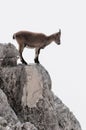 Young capricorn on the edge of the rock looking down Royalty Free Stock Photo