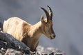 Young capricorn on a rock wall
